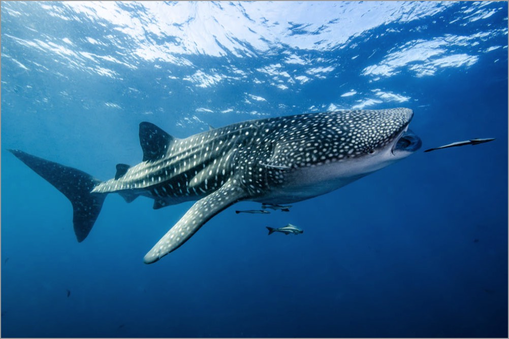 Extended-PADI-DUP-Course-Whaleshark