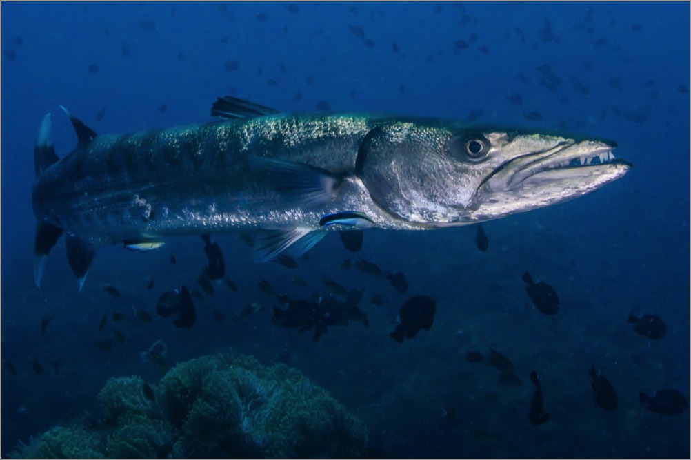 PADI-Dive-Centre-Pro-Photographer-Great-Barracuda