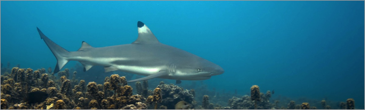 PADI-Dive-Centre-Pro-Photographer-Snorkel-Session-Blacktip-Reef-Shark